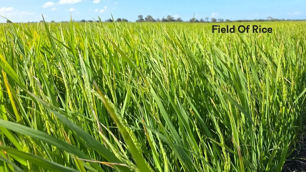 Kilgin Outstanding potential for agricultural use