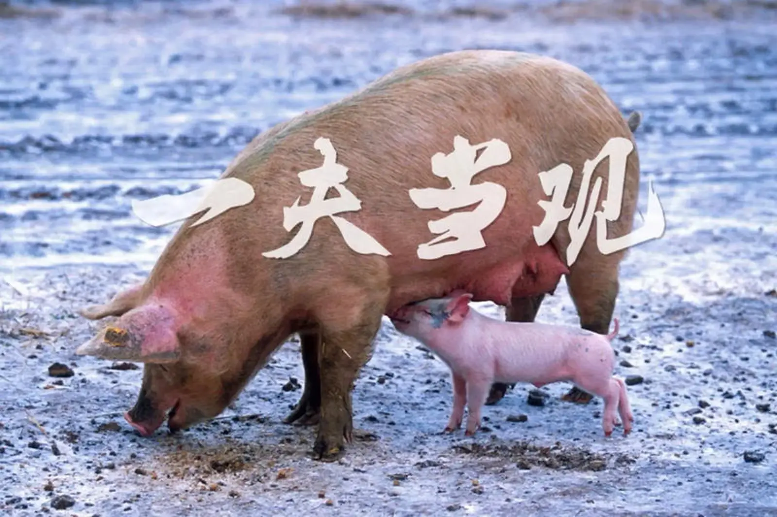 猪肉涨价，不能全怪非洲猪瘟
