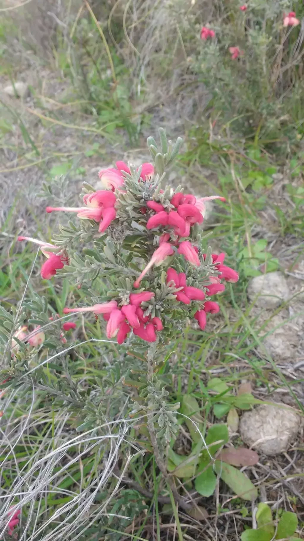  Dicks Creek Road, Nanima, NSW 2582