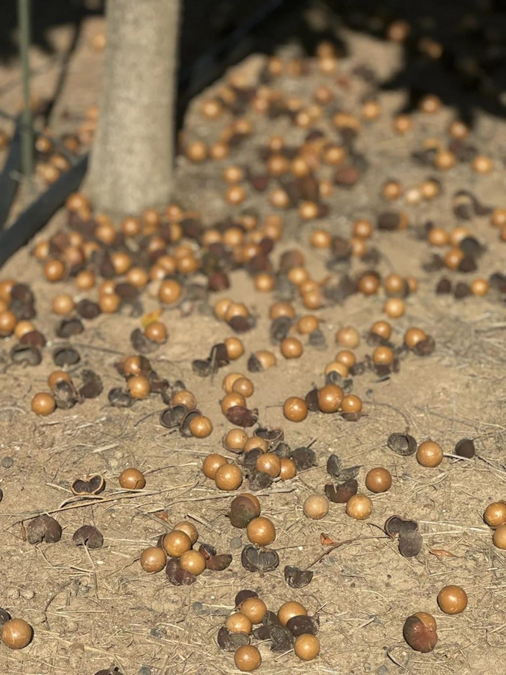 Skyring Reserve RED SOIL - LIFESTYLE MACADAMIA FARM