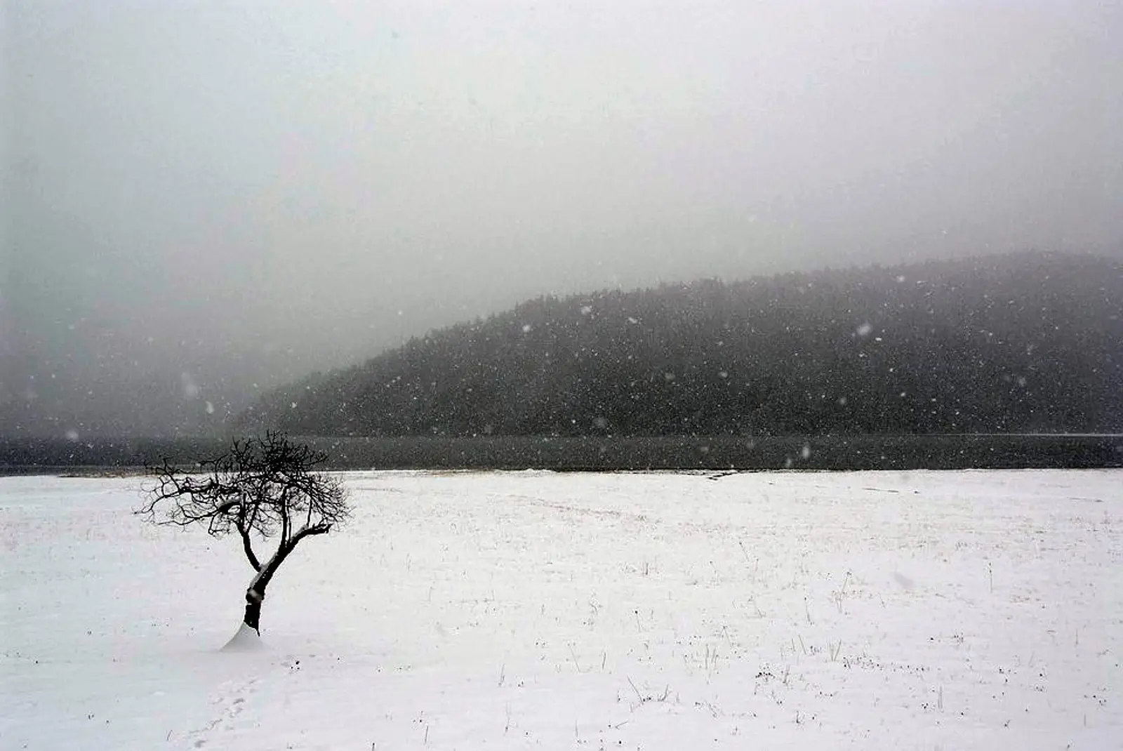 新西兰家用汽车需要雪地轮胎吗?
