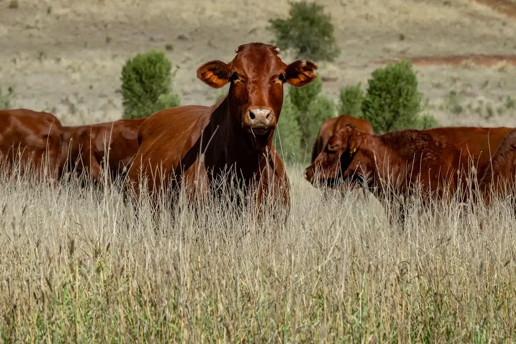Taroom "Moorang"  Highly Regarded Taroom Buffel Country