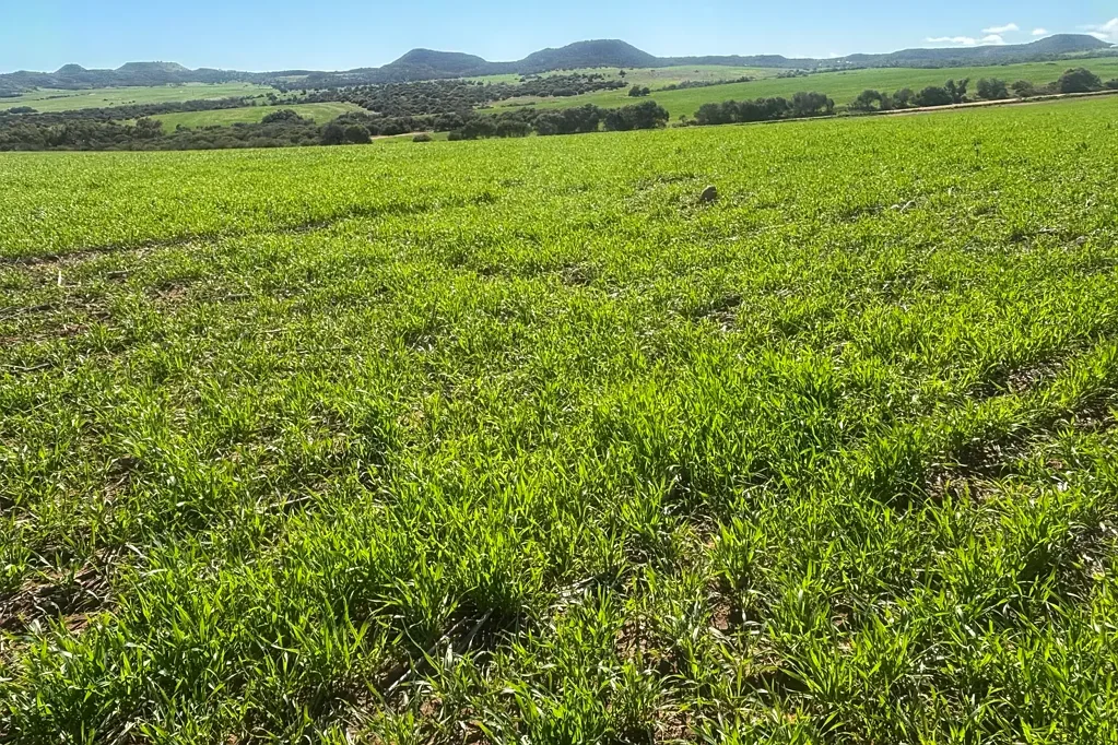 Lot 52 Starling Road, Bowes, WA 6535