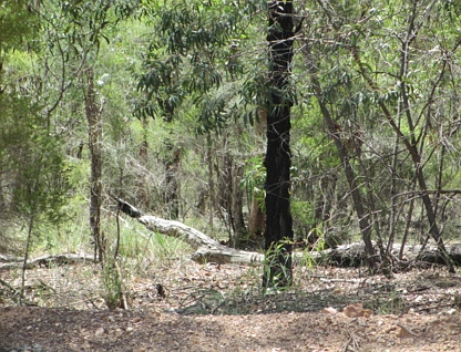 Lot 94 Golden Glow Road, Tara, Darling Downs, 0 chambres, 0 salles de bain, Lifestyle Property