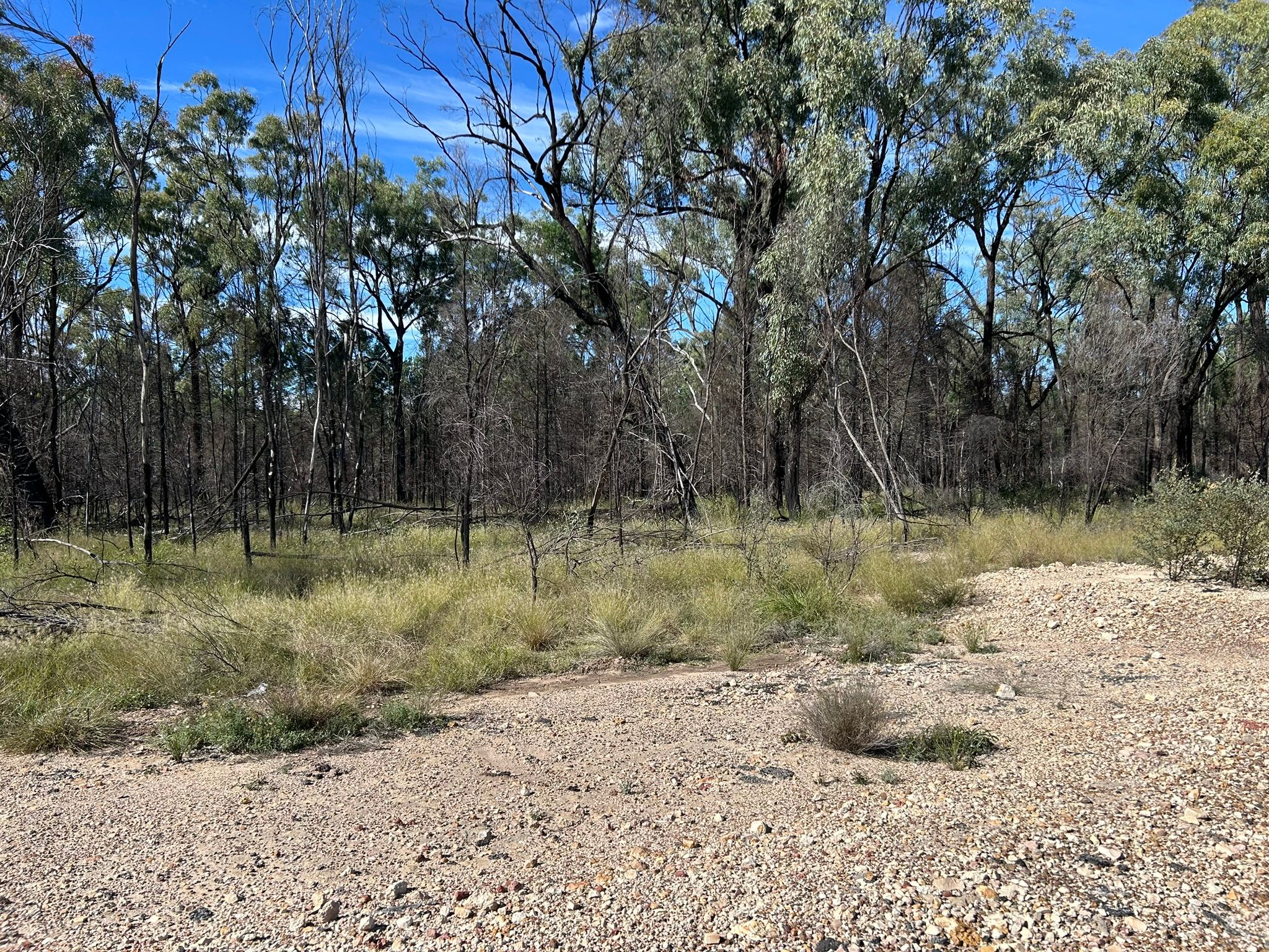 8 CHINCHILLA - TARA RD, TARA QLD 4421, 0 phòng ngủ, 0 phòng tắm, Section