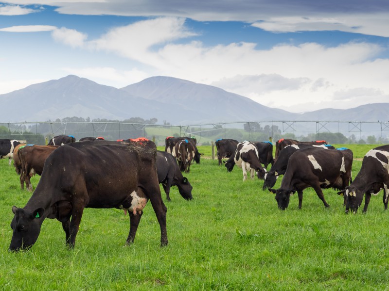 1236 Earl Road, Geraldine, Timaru, 0 rūma, 0 rūma horoi