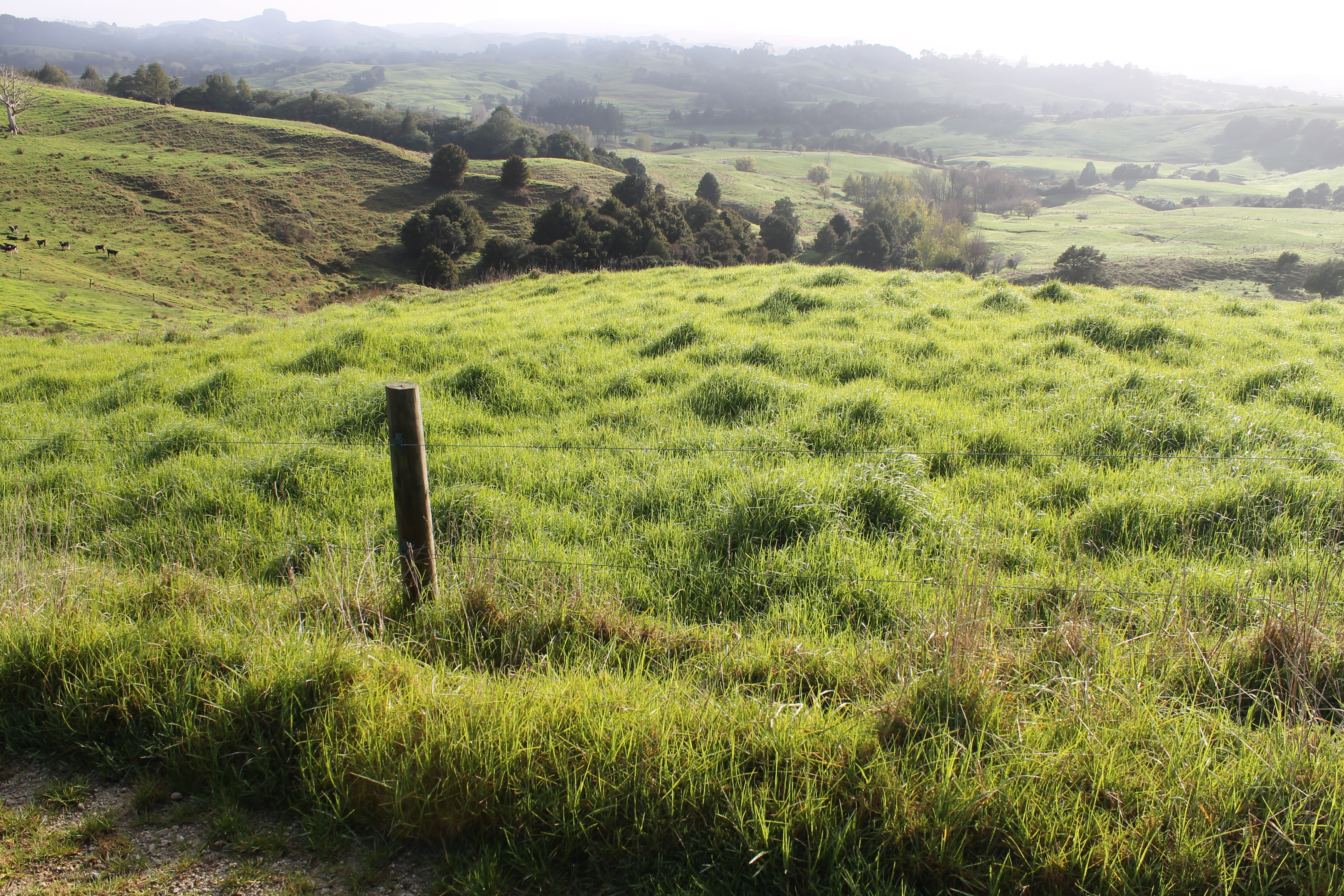 1311 State Highway 12, Maungaturoto, Kaipara, 0 Bedrooms, 0 Bathrooms