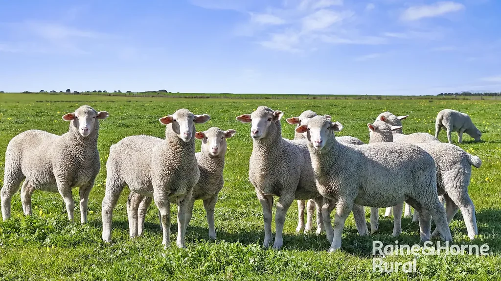 Milang Grazing/Cropping/Development Potential - 7 titles totalling 515-acres.
