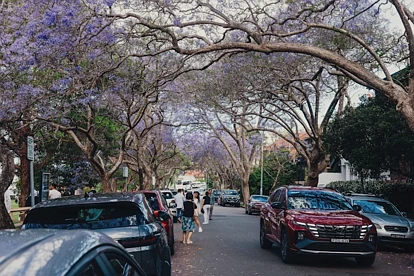 重划区叠加新项目冲击，悉尼高端公寓普跌10%+，专家：现在正是抄底时刻！