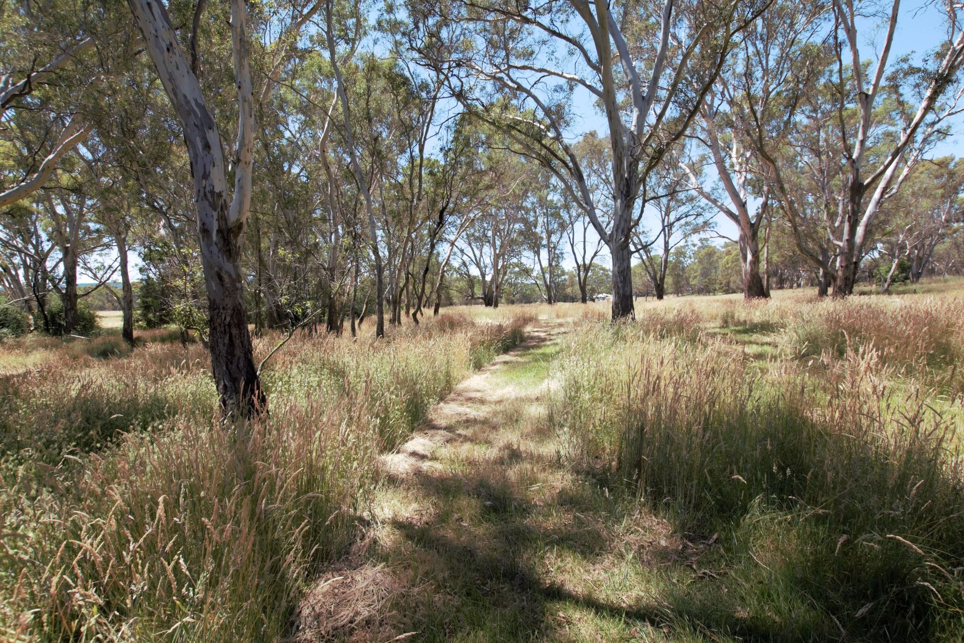 8235 MAROONDAH HWY, MERTON VIC 3715, 0 રૂમ, 0 બાથરૂમ, Section