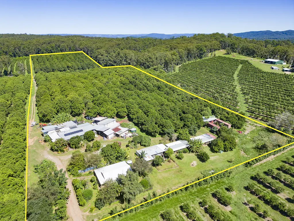Peachester High-Performance Macadamia Farm