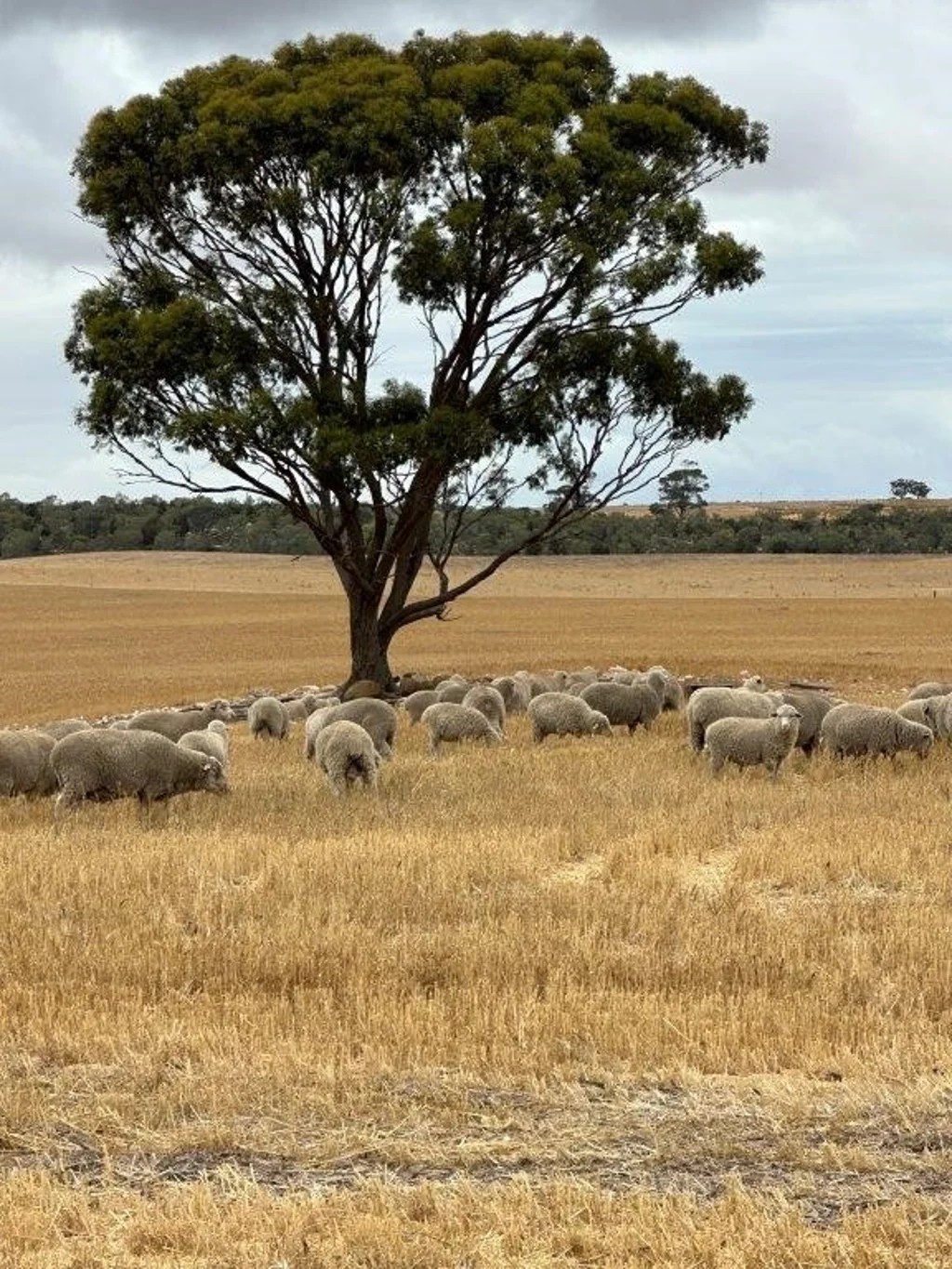 Coorow 'Harold Park' & 'Carranya'