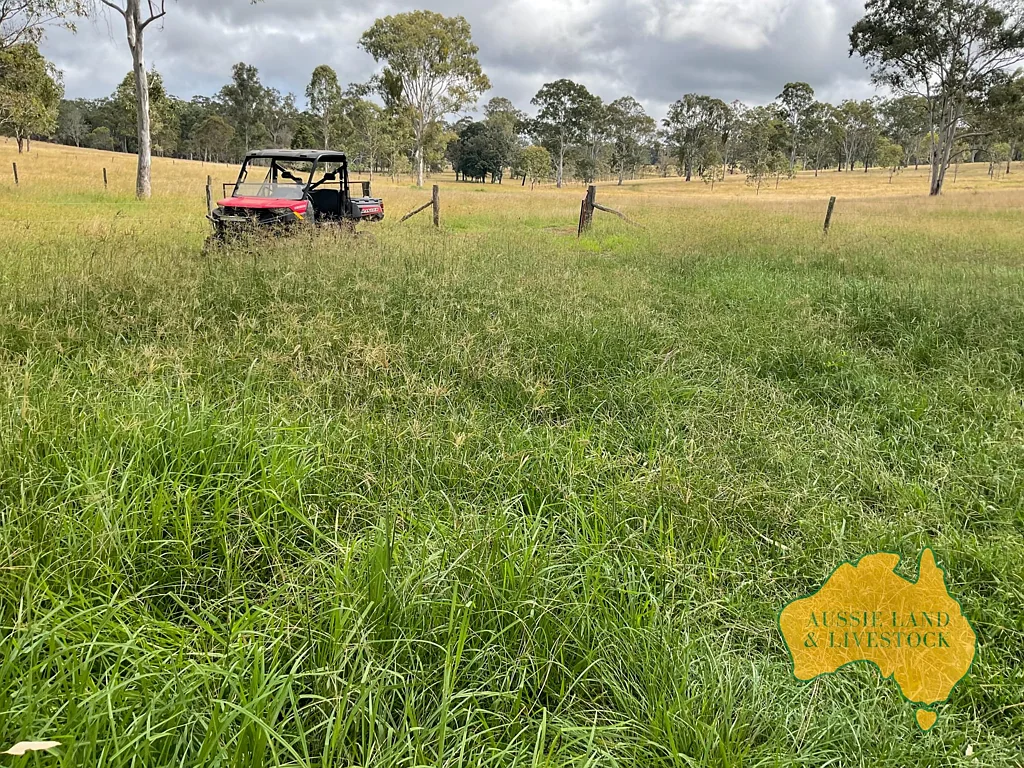Yarraman  BLUE RIBBON GRAZING