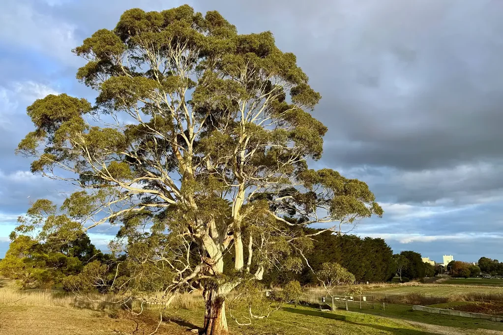  Cross Forest Road, Cobden, VIC 3266