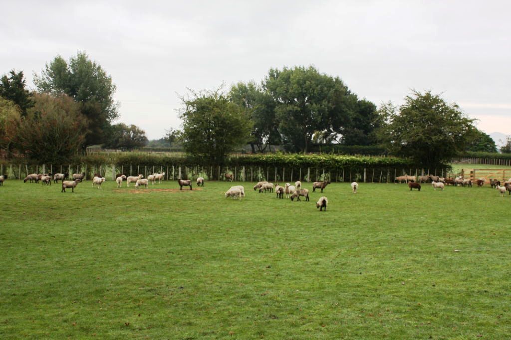 Limmer Road, Te Kowhai, Waikato, 0 ਕਮਰੇ, 0 ਬਾਥਰੂਮ