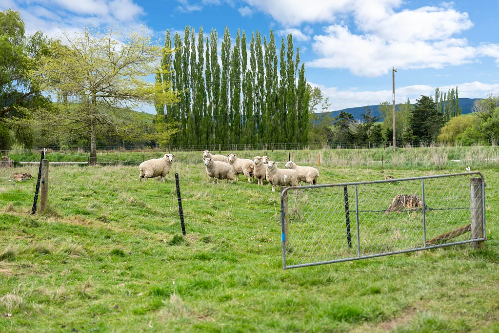 Lawrence Peaceful on Pallion