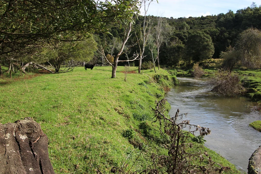 Kaeo Blissful Basic Bargain