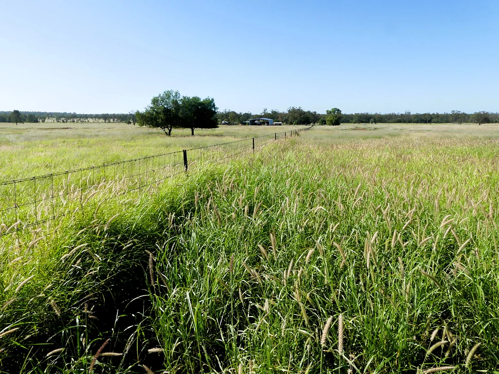 Surat Price Reduced -  Massive Body of Grass - Immediate Access for Livestock -