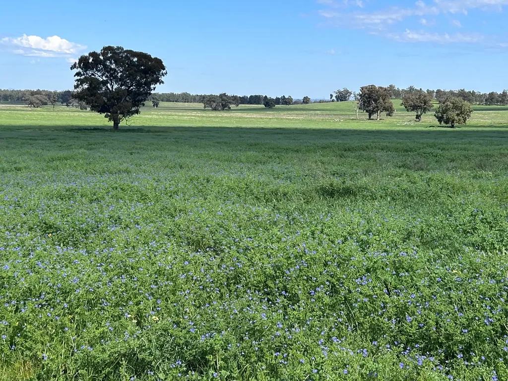 Daroobalgie Genuine Mixed Farming Country in a Highly Convenient Location