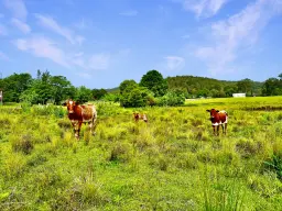 地址保密, Wollombi