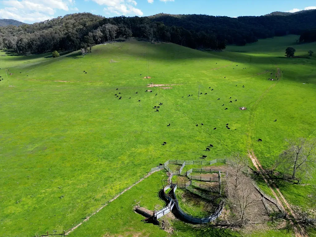 Mitta Mitta “An excellent parcel of cattle country in the Mitta Valley”