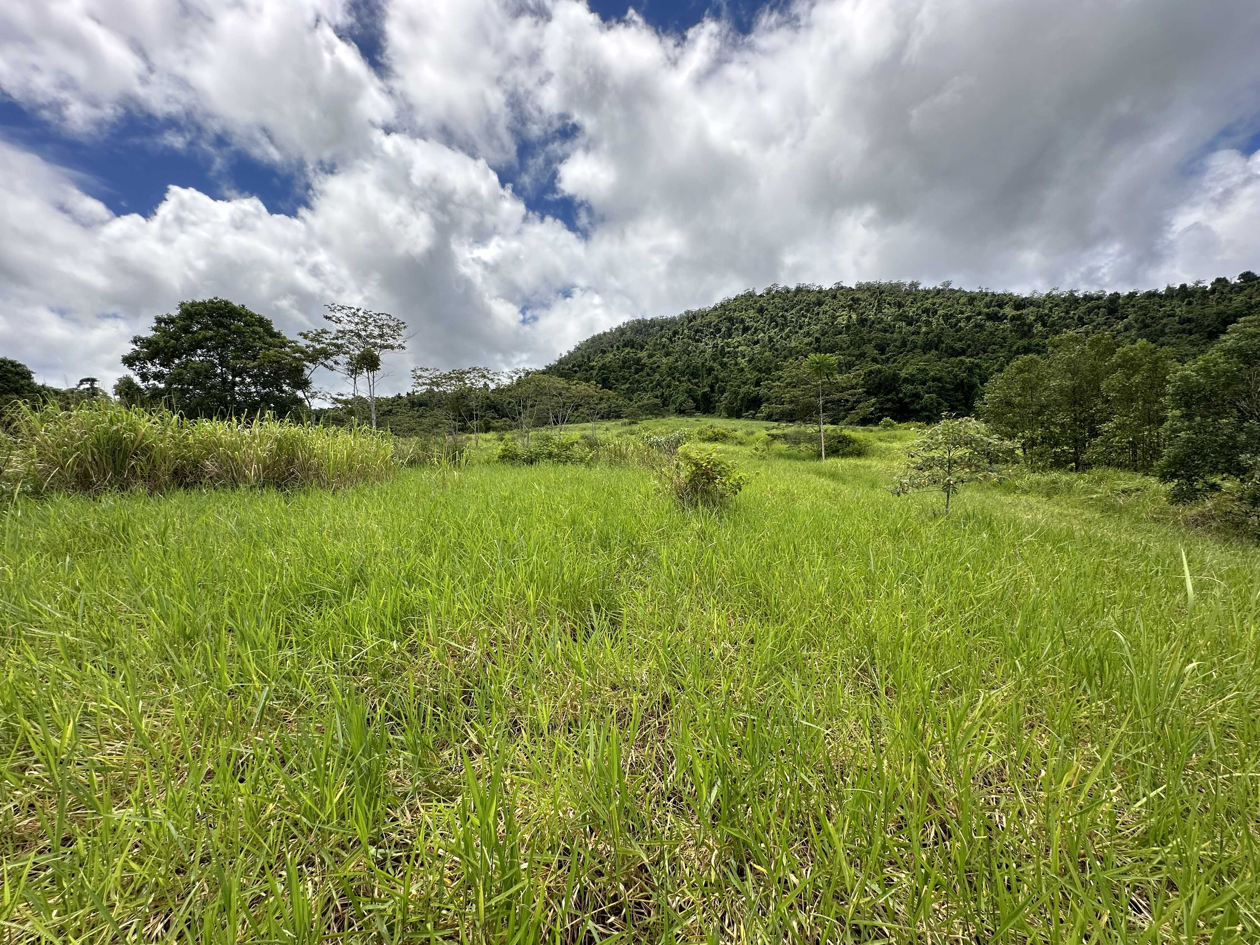 54 TEA PLANTATION RD, JARRA CREEK QLD 4854, 0 રૂમ, 0 બાથરૂમ, Lifestyle Property