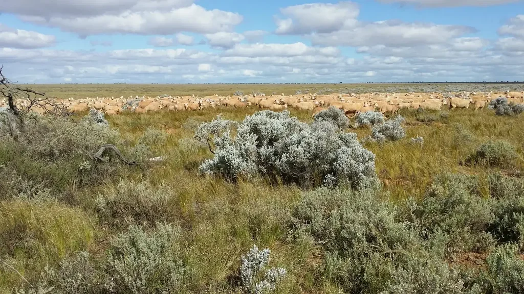 Eucla Maximized Production and Efficiency with Scale.