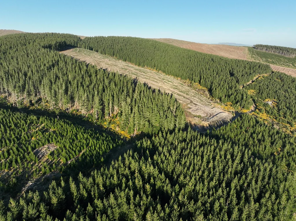 Lumsden Surrounds  Established Forest Investment 118.2694ha