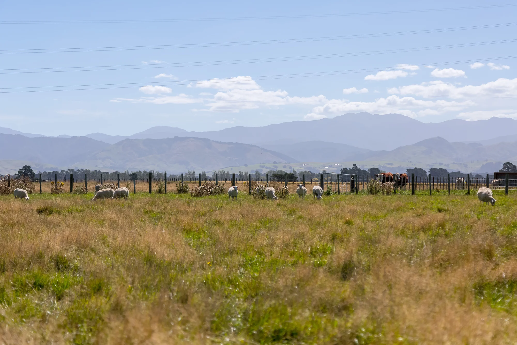 445 Perrys Road, East Taratahi, Carterton, Wairarapa, 0 Bedrooms, 0 Bathrooms, Lifestyle Section