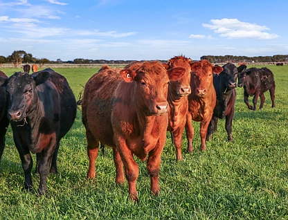  "Enfield" Westbank Road, Leslie Manor, Warrnambool and South West, 0 rūma, 0 rūma horoi, Lifestyle Property