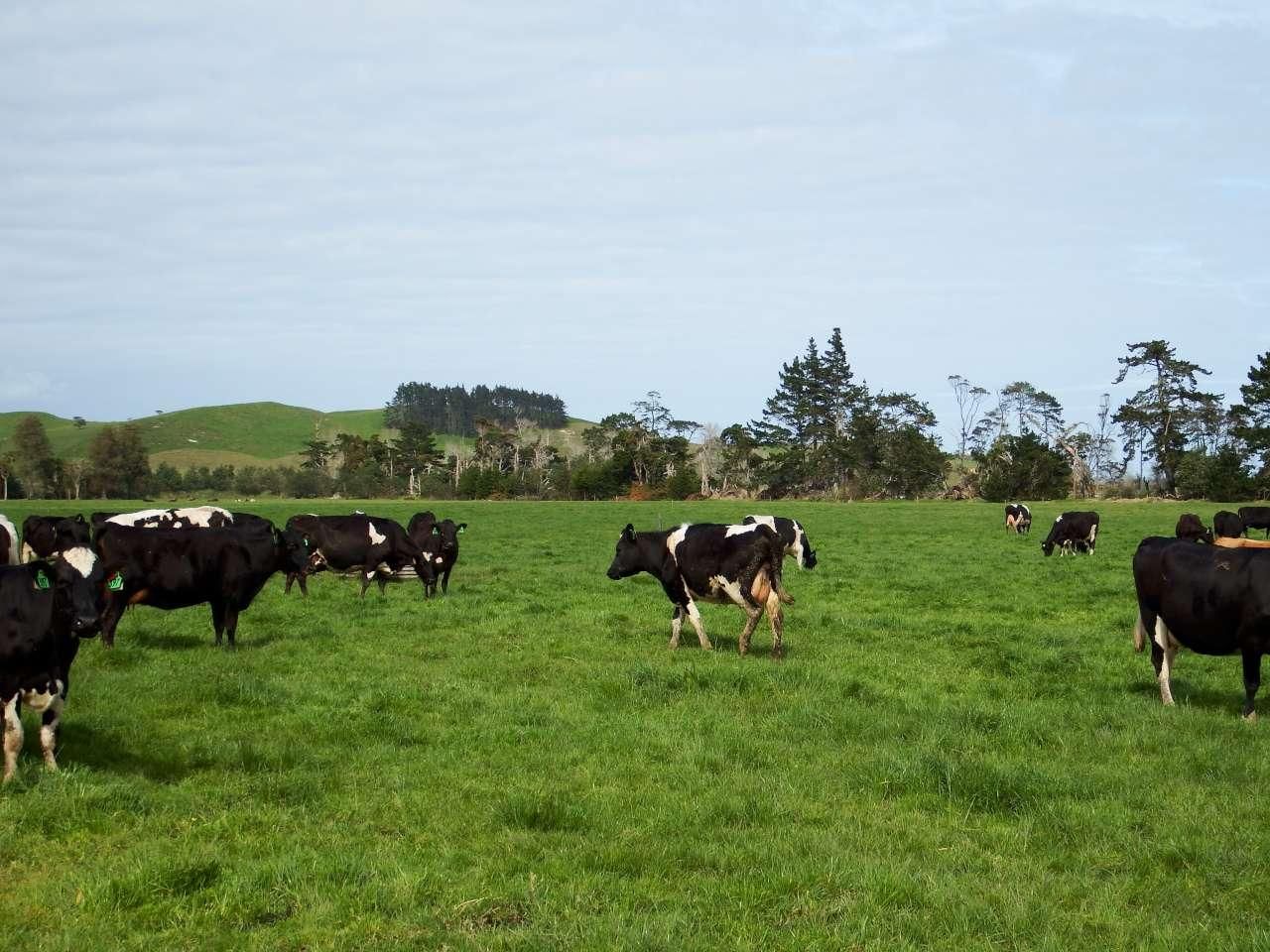 12 Awakino Point East Road, Dargaville Surrounds, Kaipara, 3 ห้องนอน, 0 ห้องน้ำ