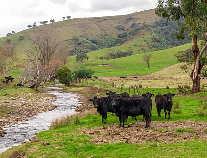 'Rockview' 400 Horse Creek Road, Jingellic, Riverina, 3 રૂમ, 1 બાથરૂમ, Lifestyle Property