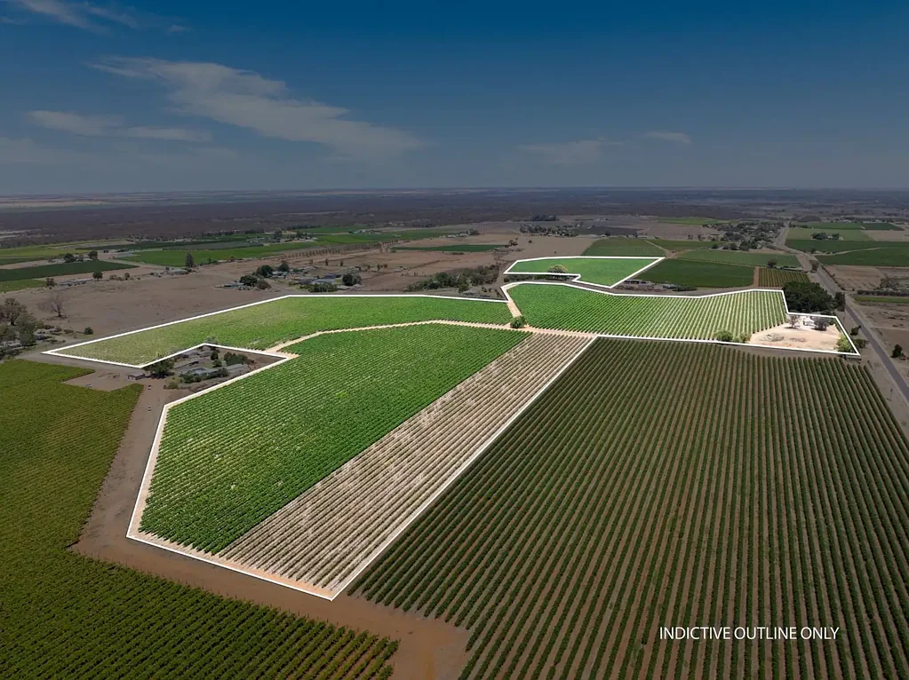 Cardross  The Brief: Vineyard Across Four Titles