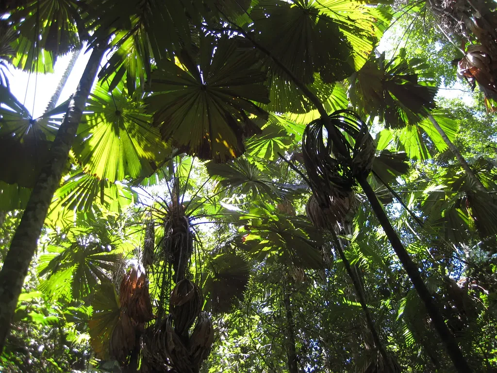 Wongaling Beach  Rainforest acreage in paradise close to beach, ideal for your home