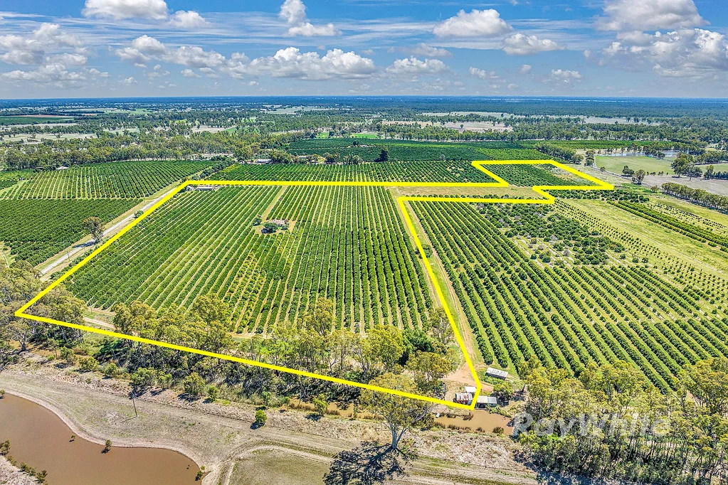 Barham  Productive Mixed Citrus Orchard - Opportunity "Belltrees"