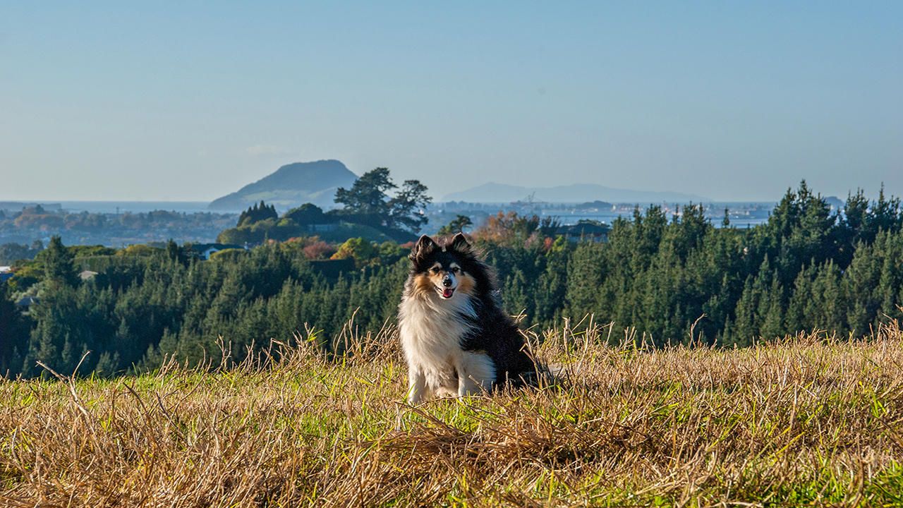 220h Pukemapu Road, Oropi, Bay Of Plenty, 5 ห้องนอน, 0 ห้องน้ำ