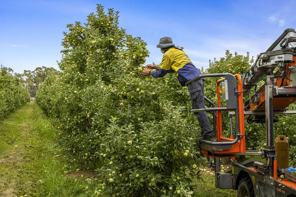 Nathalia  "Marenny Vale - Nathalia" - 3 Blocks, 1 Powerhouse Orchard!