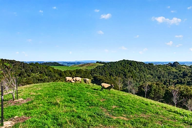 Hunua 1chambre Entry Level Escape -  Well under CV!