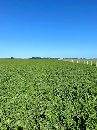 Lot 187/& Section 78 Princes Highway, Millicent, SA 5280, 0 Bedrooms, 0 Bathrooms, Lifestyle Property