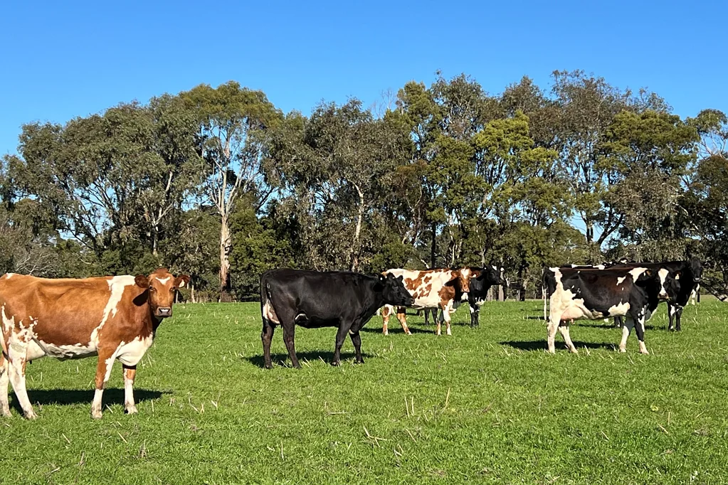 Boorcan Prime Dairy - Beef - Fodder Conservation Property