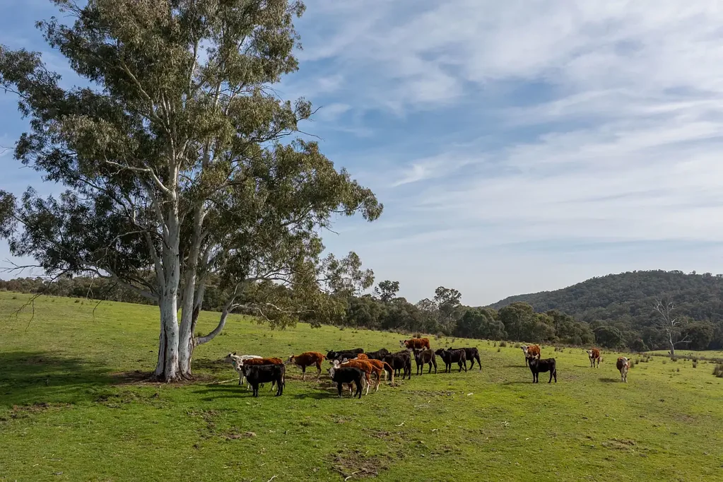 528 Gundowda Road, Mudgee, NSW 2850