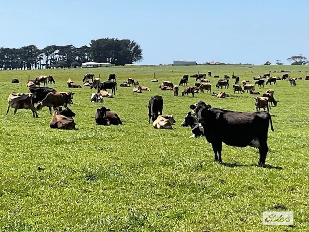 Lileah  DAIRY FARM - NW TASMANIA