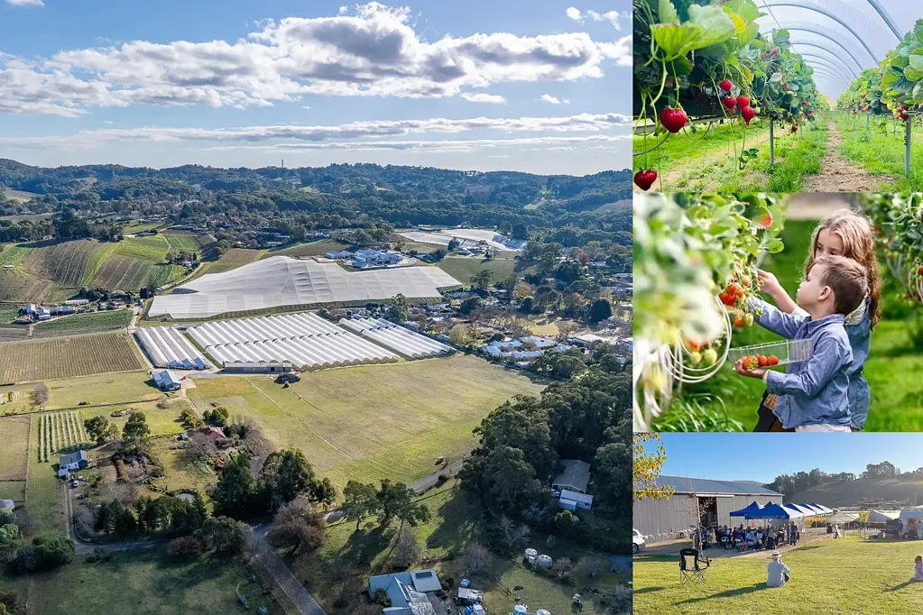Uraidla Multiple Income Streams including the supply of Uraidla Township water, Tenanted cottage, pick your own strawberry's, road side stall and more...