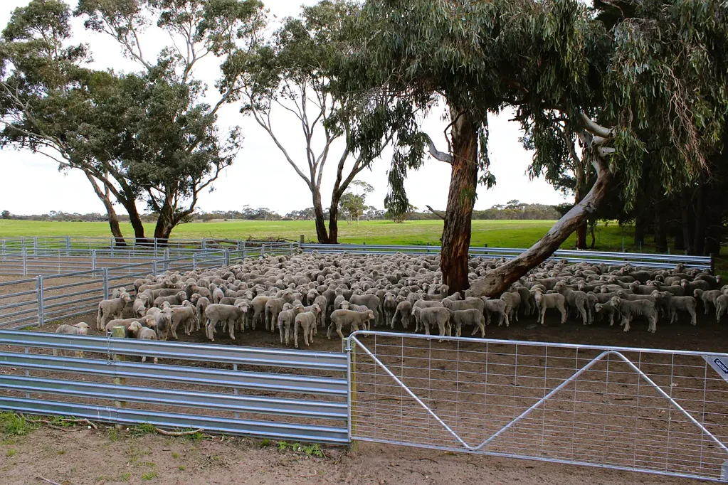 Kaniva  “Elliotts” - Crown Allotment 90A Parish of Peechember