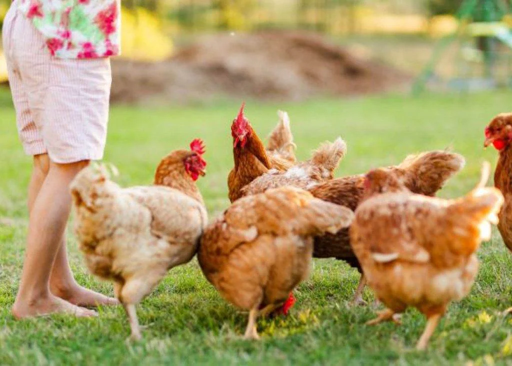 Aka Aka  Lifestyle with Egg Farm Business on 8 Ha Land