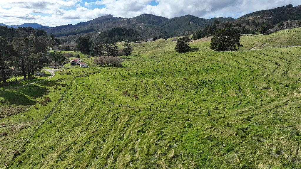 Tinui Te Mai Forest