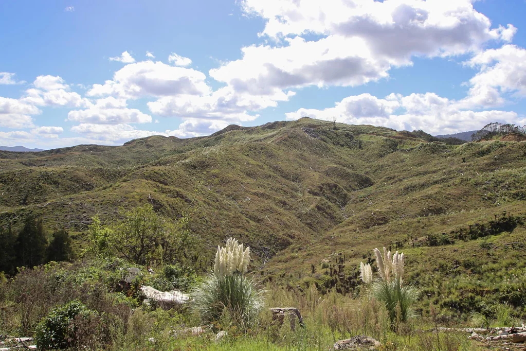 Herekino Broadwood Production Forest Land, Northland