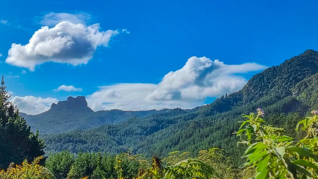 Waiau True Coromandel Bush Section