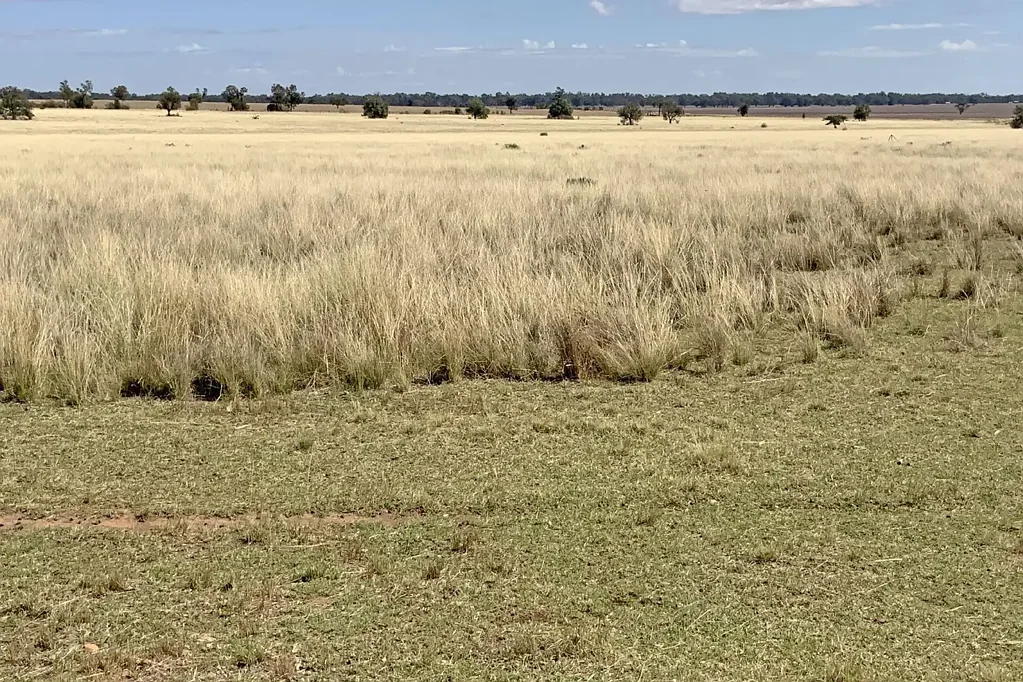 602 Eumungerie Road, Narromine, NSW 2821