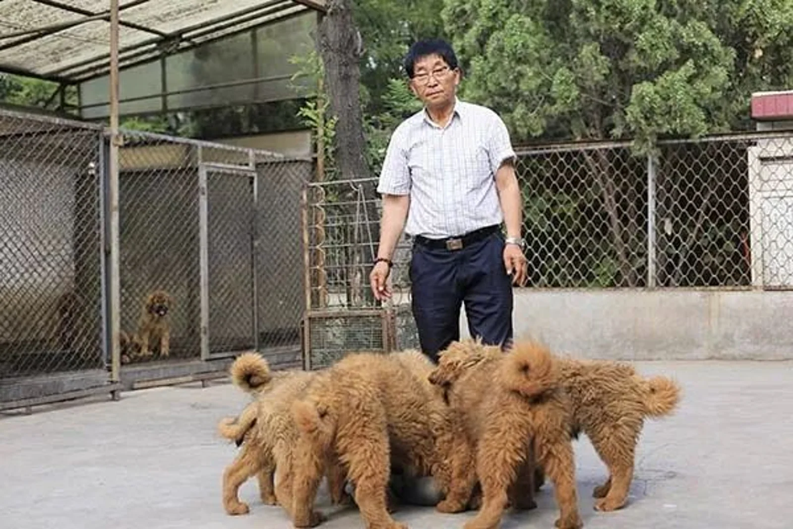 从东方神犬到绿色金条，炒鞋的结局早已注定